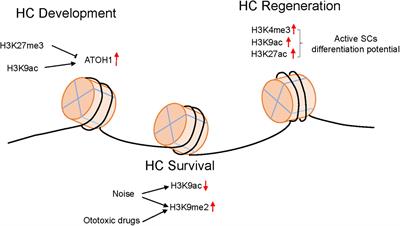 The role of epigenetic modifications in sensory hair cell development, survival, and regulation